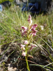 Anacamptis coriophora