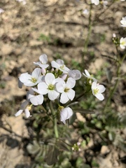 Cardamine tenera