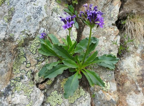Image of Primula latifolia by (c) Yves Bas, some rights reserved (CC BY)