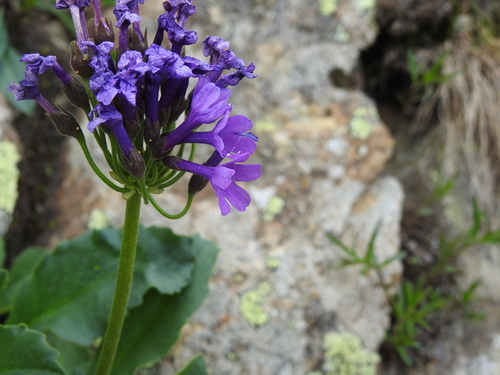 Image of Primula latifolia by (c) Yves Bas, some rights reserved (CC BY)