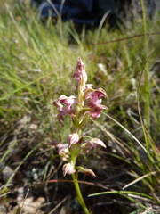 Anacamptis coriophora