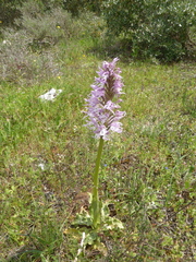 Orchis italica