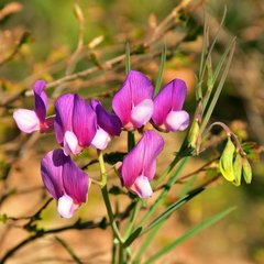 Lathyrus digitatus