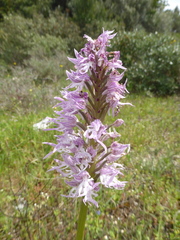 Orchis italica