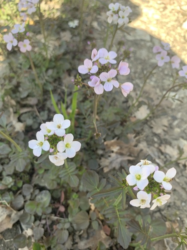 Cardamine tenera