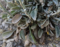 Physaria ovalifolia