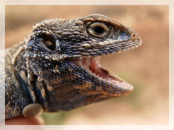 Jijiga Shield-Tailed Agama