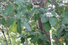 Tarenna gracilipes