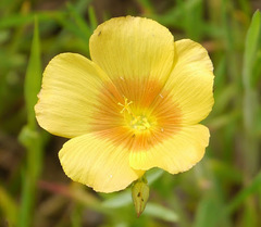 Linum rigidum