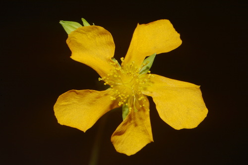 Hypericum denticulatum Walter