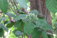 Tarenna gracilipes
