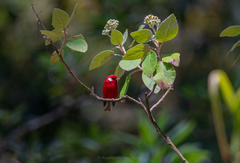 Red Warbler photo 2