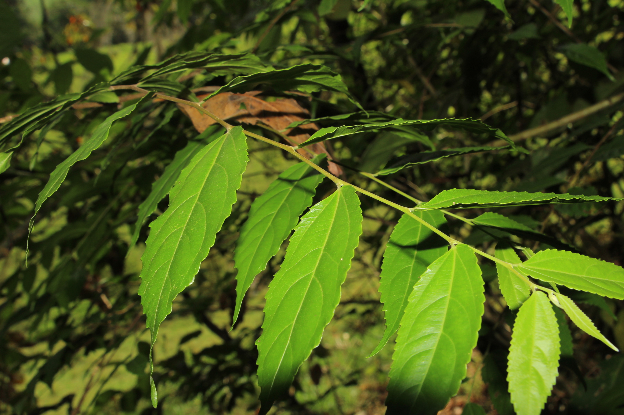 Banara glauca