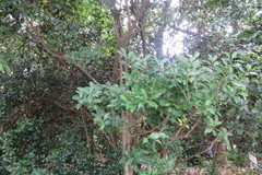 Ilex uraiensis