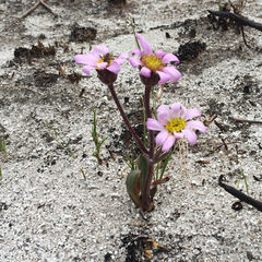 Mairia coriacea