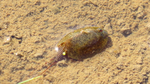 Lepidurus apus
