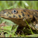 Ribbed Newts - Photo (c) J. Gállego, some rights reserved (CC BY-NC-SA)