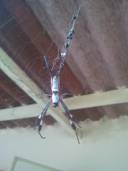 Trichonephila senegalensis