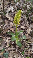 Orchis punctulata