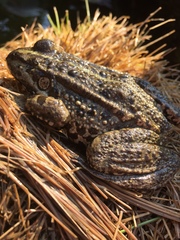 Pelophylax