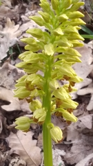 Orchis punctulata