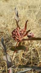 Asclepias glaucescens