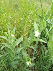 Lathyrus ochrus
