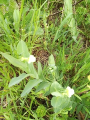 Lathyrus ochrus