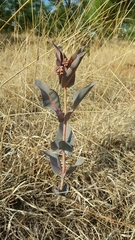 Asclepias glaucescens