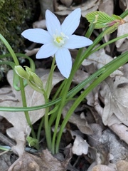 Ornithogalum woronowii
