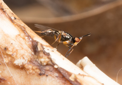 Prochyliza xanthostoma