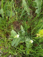 Lathyrus ochrus