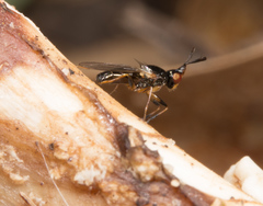 Prochyliza xanthostoma