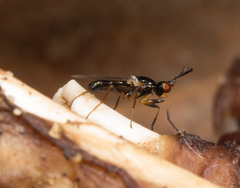 Prochyliza xanthostoma