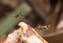 Prochyliza xanthostoma