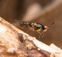 Prochyliza xanthostoma