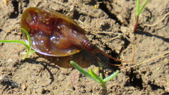 Lepidurus apus