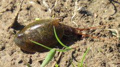 Lepidurus apus