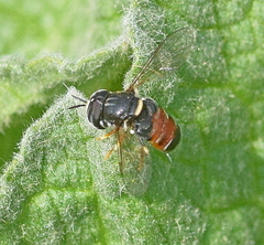 Paragus bicolor