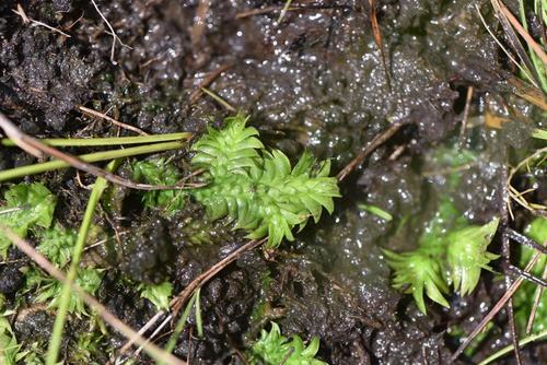 Lycopodiella sarcocaulon image