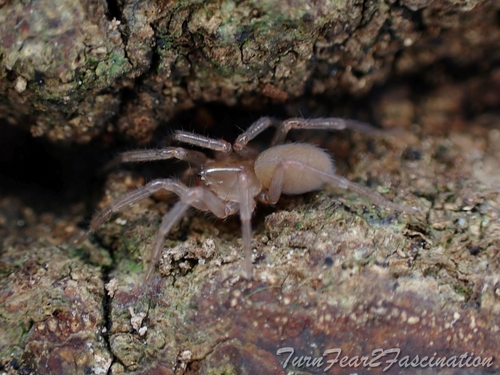 Herfststrooiselspin, Greater London, UK, photo 7 of 10