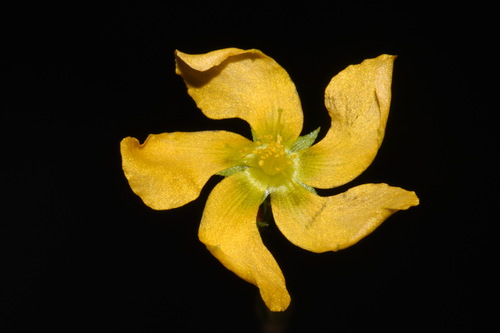 Hairy St. Johnswort (Hypericum setosum)