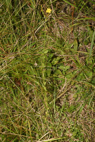 Image of Hypericum setosum by (c) Brian Finzel, some rights reserved (CC BY-SA)