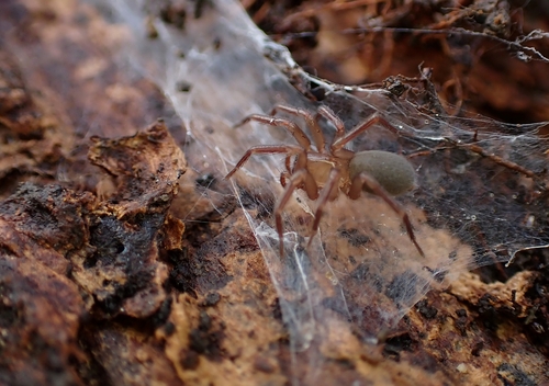 Herfststrooiselspin, Chigwell, UK, photo 10 of 10