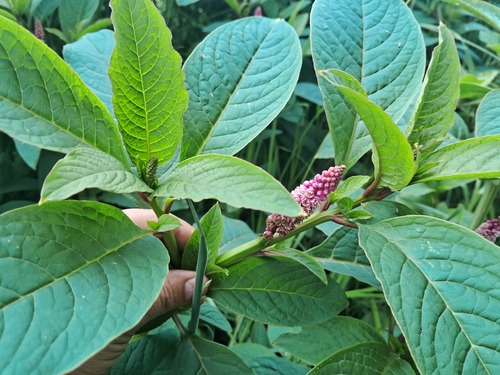 Southern pokeweed (Phytolacca bogotensis)