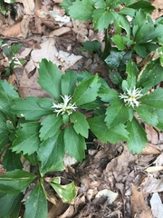 Pachysandra