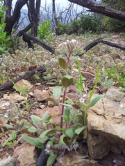 Phacelia phacelioides
