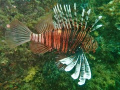Pterois russelii