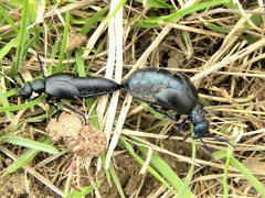 Meloe proscarabaeus