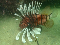 Pterois russelii